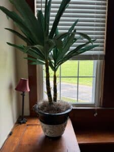 Artificial-Palm-Planter