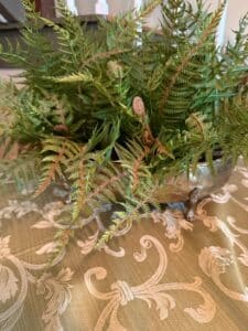 Silver-Footed-Bowl-Fern