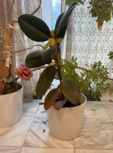 Ficus-Elastica-Burgundy-Burgundy-Rubber-Plant