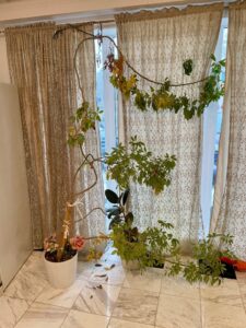 Schefflera-Arboricola-Nora-Plant-with-Decorative-Trellis