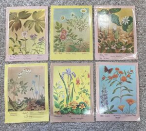 Vintage-Botanical-Prints-Collection