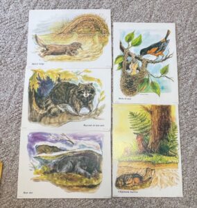 Vintage-Wildlife-Educational-Prints-Mammals-Birds