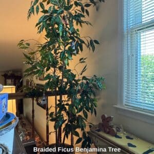 Braided-Ficus-Benjamina-Tree-1