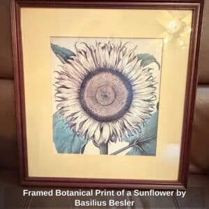 Framed-Botanical-Print-of-a-Sunflower-by-Basilius-Besler