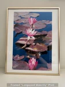 Framed-Longwood-Waterlily-Print