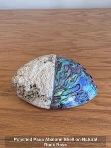 Polished-Paua-Abalone-Shell-on-Natural-Rock-Base