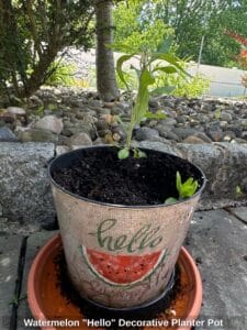Watermelon-Hello-Decorative-Planter-Pot