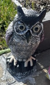 Dalen-Products-Baby-Owl-Scarecrow-Decoy