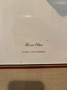 Richard-Timm-River-Otter-Signed-Limited-Edition-Print-fourth-image