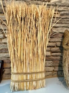 IMG_2976