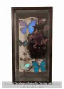 Framed-Taxidermy-Butterfly-Display-with-Blue-Morpho-Butterflies-219x300-2