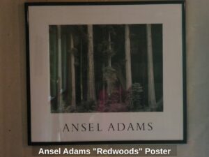 Ansel-Adams-Redwoods-Poster