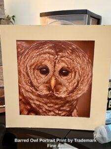 Barred-Owl-Portrait-Print-by-Trademark-Fine-Art