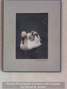 Matted-Photograph-of-Swans-with-Cygnets-by-Carroll-R.-Jordan