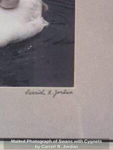 Matted-Photograph-of-Swans-with-Cygnets-by-Carroll-R.-Jordan-second-image