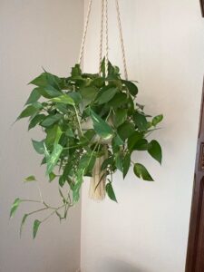 Macrame-Hanging-Planter-with-Golden-Pothos