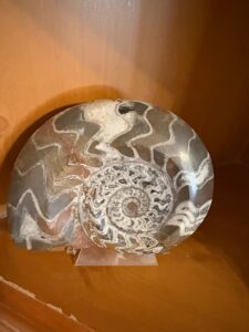 Polished-Goniatite-Fossil
