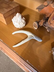 Scrimshawed-Deer-Antler-Tine