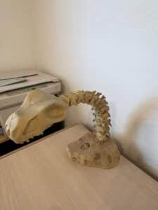 Vintage-Lampasaurus-Dinosaur-Skeleton-Desk-Lamp