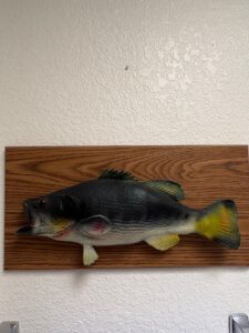 Vintage-Largemouth-Bass-Taxidermy-Mount