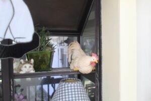 IMG_5537