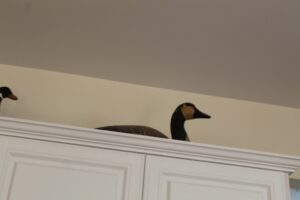 IMG_5965
