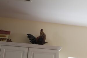 IMG_5969