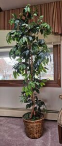 Artificial-Ficus-Tree-in-Woven-Basket