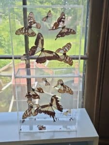 Preserved-Butterfly-Display