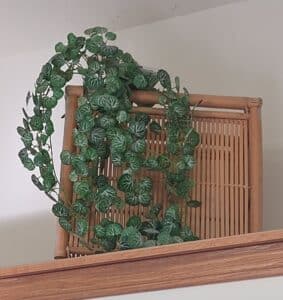 Artificial-String-of-Hearts-Plant