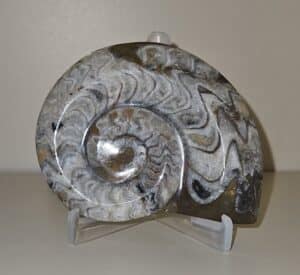 Polished-Moroccan-Ammonite-Fossil