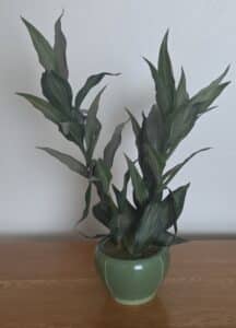 Artificial-Dracaena-Janet-Craig-Compacta-in-Celadon-Glazed-Ceramic-Pot
