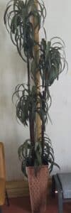 Artificial-Dracaena-Plant-in-Geometric-Planter