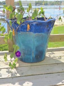 Campania-International-Glazed-Ceramic-Planter