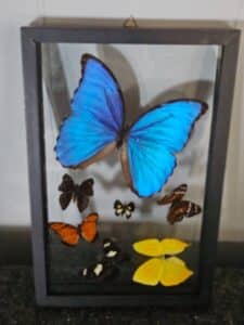 Framed-Butterfly-Collection-with-Blue-Morpho-1
