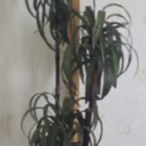 JPEG-image-2