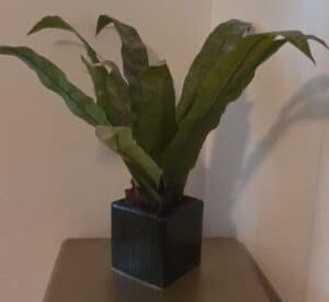 NDI-Faux-Bird-Nest-Fern-Plant-in-Black-Ceramic-Planter