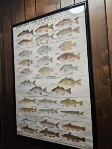 Warmwater-Game-Fish-Chart-1