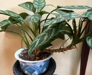 Aglaonema-Silver-Bay-and-Sansevieria-trifasciata