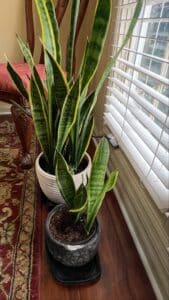 Aglaonema-Silver-Bay-and-Sansevieria-trifasciata-second-image