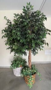 Artificial-Ficus-Tree-in-Wicker-Basket