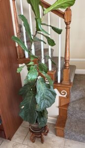 Fiddle-Leaf-Fig-Ficus-lyrata
