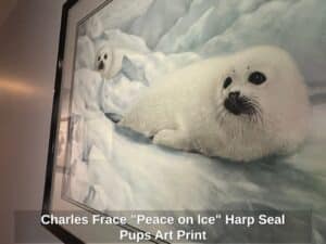 Charles-Frace-Peace-on-Ice-Harp-Seal-Pups-Art-Print-second-image-1