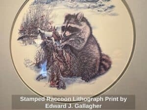 Stamped-Raccoon-Lithograph-Print-by-Edward-J.-Gallagher-second-image-1