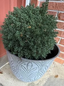 Decorative-Planter-with-Blue-Star-Juniper-1