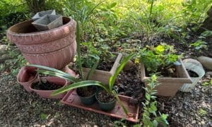 Terracotta-Rope-Twist-Rim-Planter-second-image-1