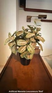 Artificial-Maranta-Leuconeura-Red
