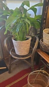 Rattan-Peacock-Chair-with-Potted-Plant