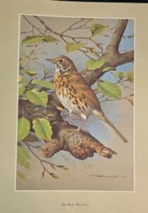 Song-Thrush-Beech-Leaves-Print-by-Basil-Ede