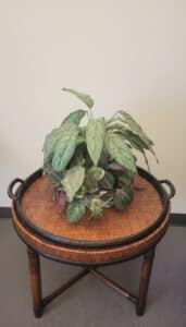 Vintage-Rattan-and-Wood-Round-Tray-Table-with-Faux-Plant